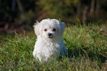 白い犬の夢の意味と心理｜好きな人/2匹/なつく/なでる/出産